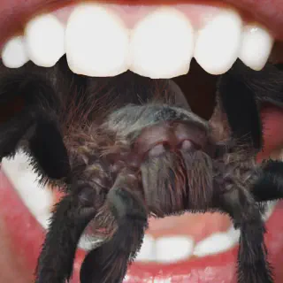 /img/19181-tarantula-species.webp