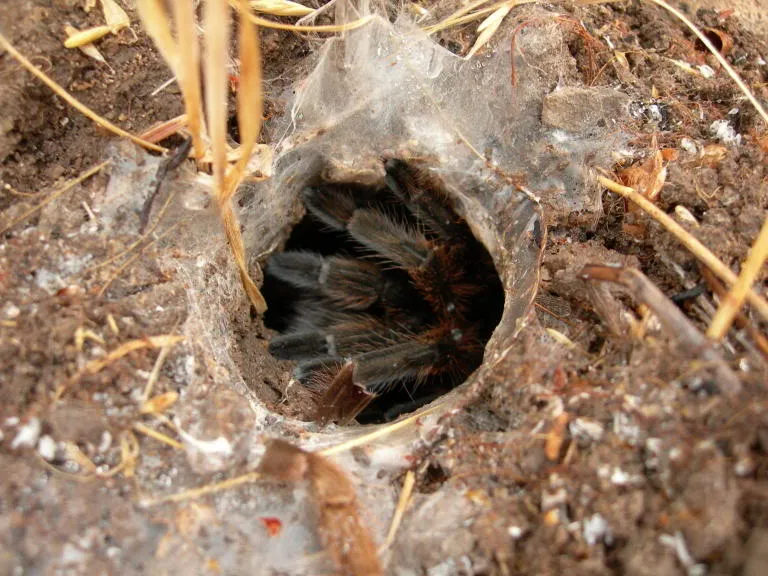 19183 tarantula cleaning