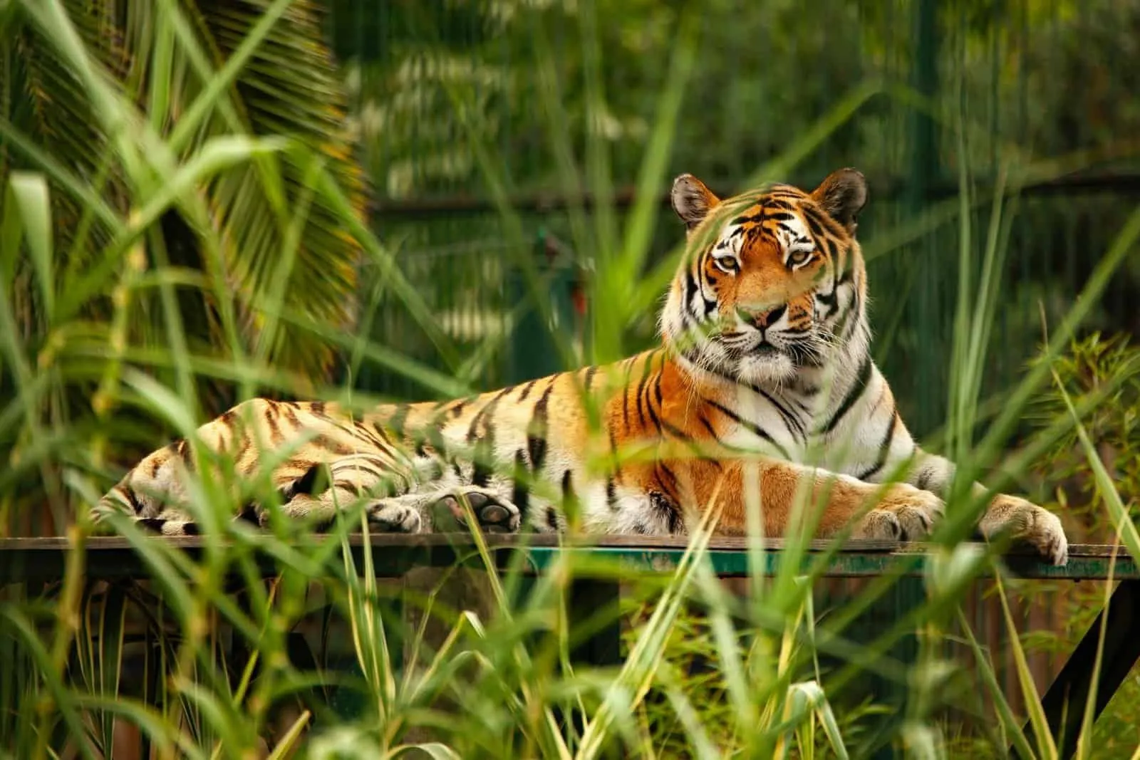 19183 tarantula feeding