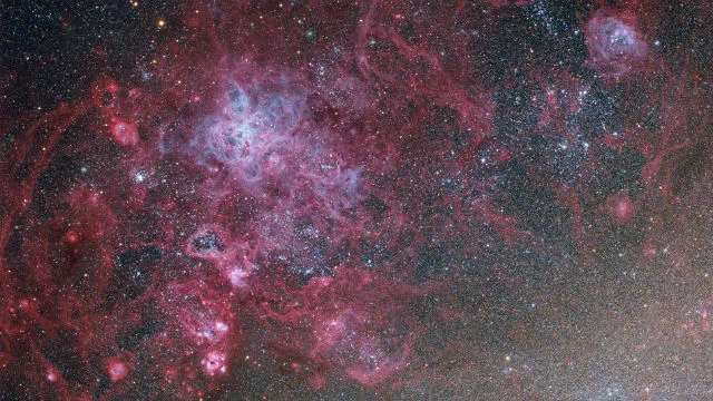 19183 tarantula handling