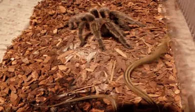 19184 tarantula appearance