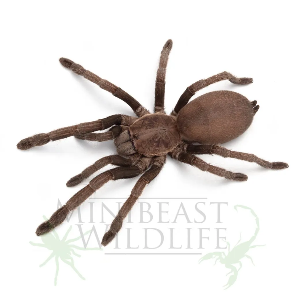 19185 australian tarantula seller