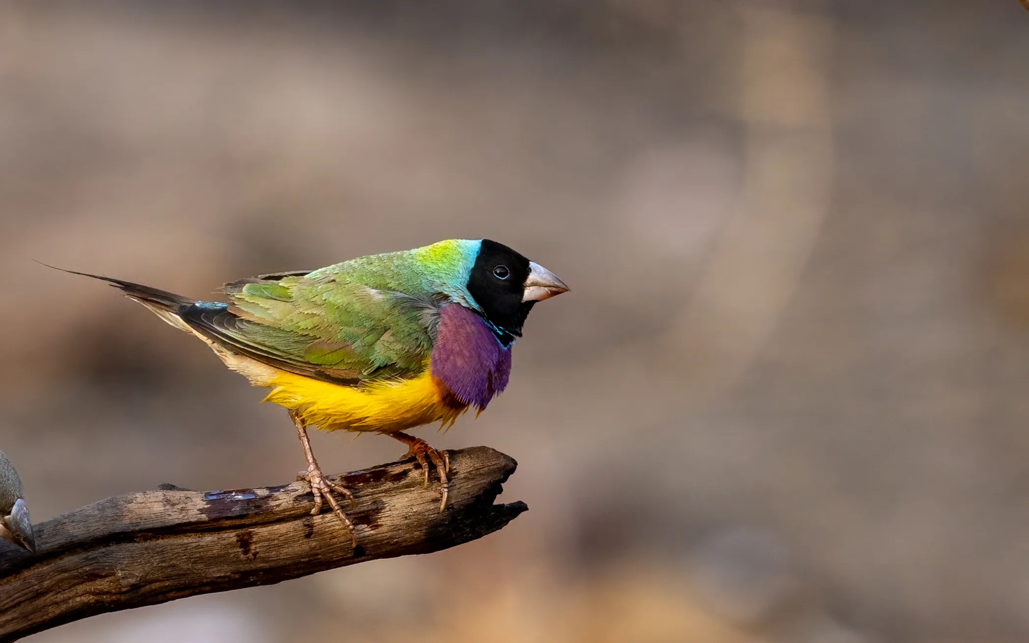19185 tarantula enclosure