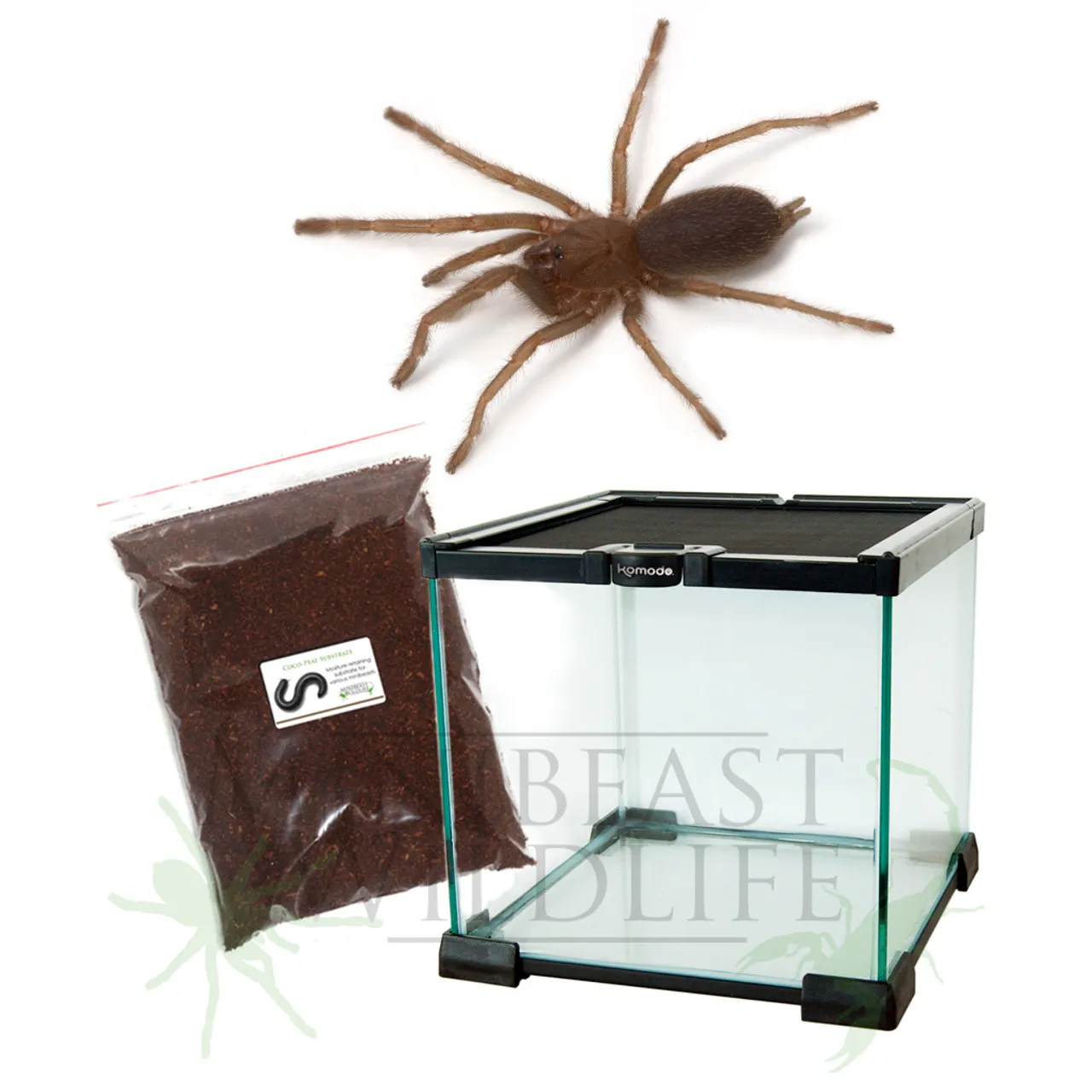 /img/19185-tarantula-legal.webp