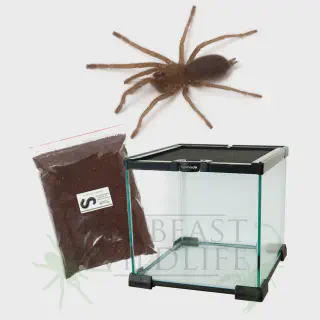 /img/19185-tarantula-legal.webp