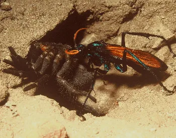 19187 tarantula hawk wasp habitat