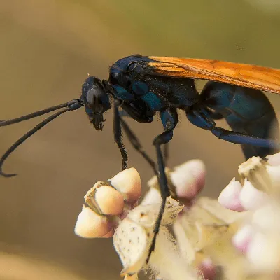 19187 tarantula hawk wasp identification