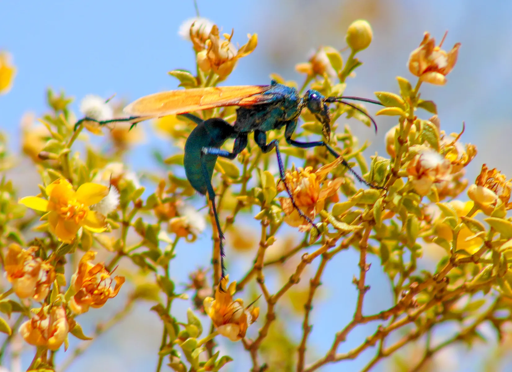 19187 tarantula hawk wasp larva