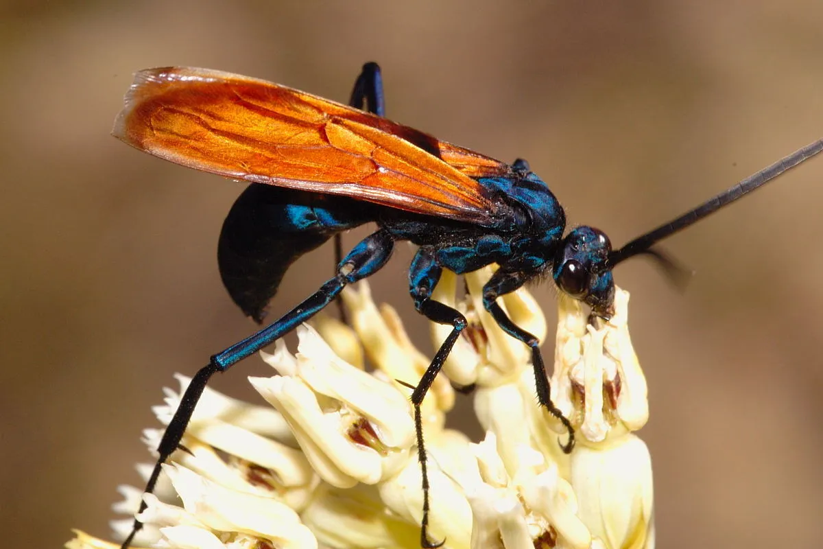 /img/19187-tarantula-hawk-wasp-mating.webp