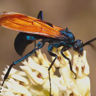 /img/19187-tarantula-hawk-wasp-mating.webp