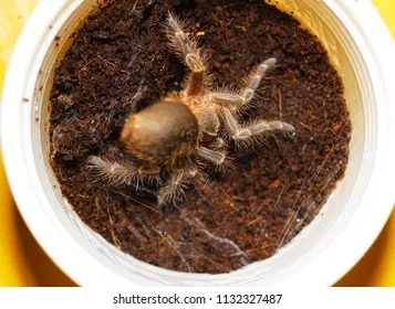 19191 golden knee tarantula handling