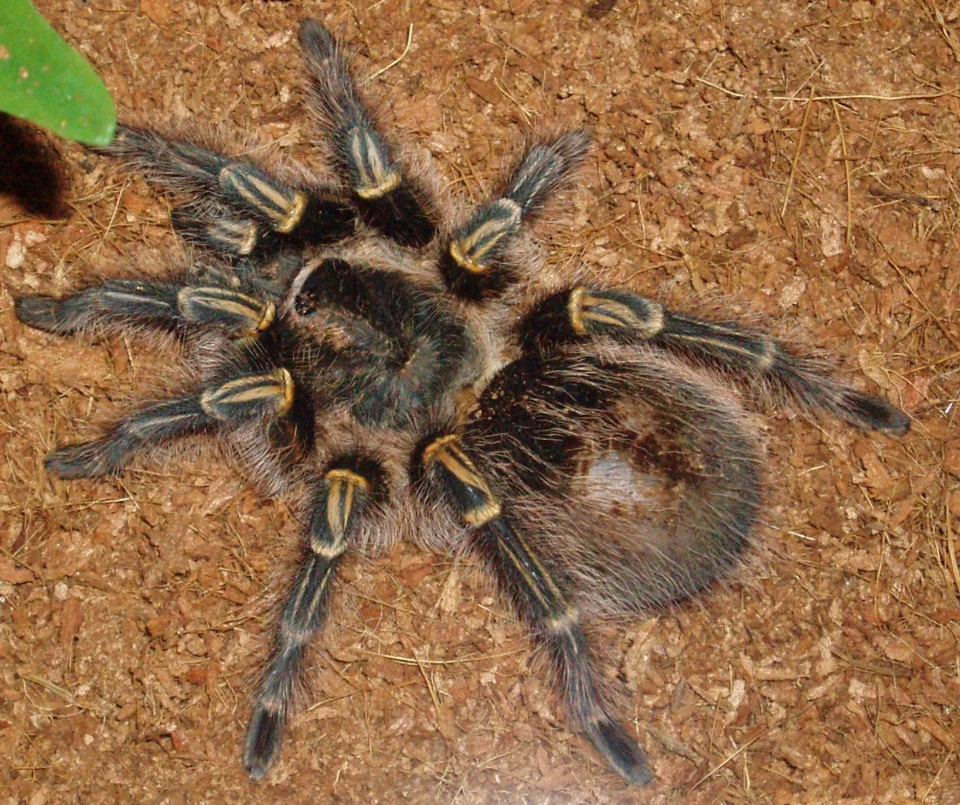 /img/19191-golden-knee-tarantula-health.webp