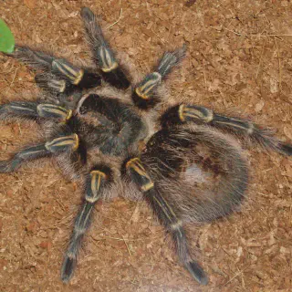 /img/19191-golden-knee-tarantula-health.webp