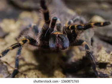 19191 tarantula enclosure decorations