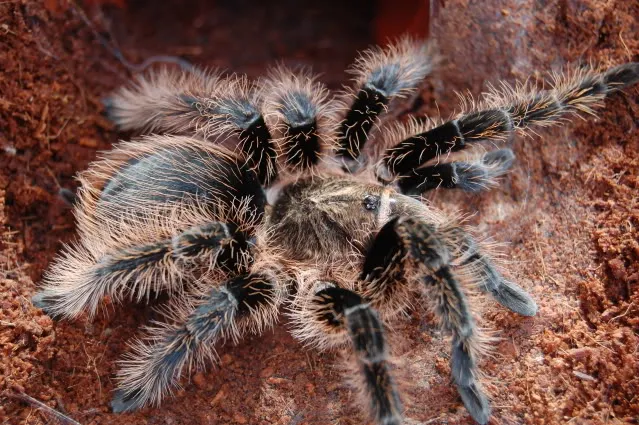 19193 female curly hair tarantula
