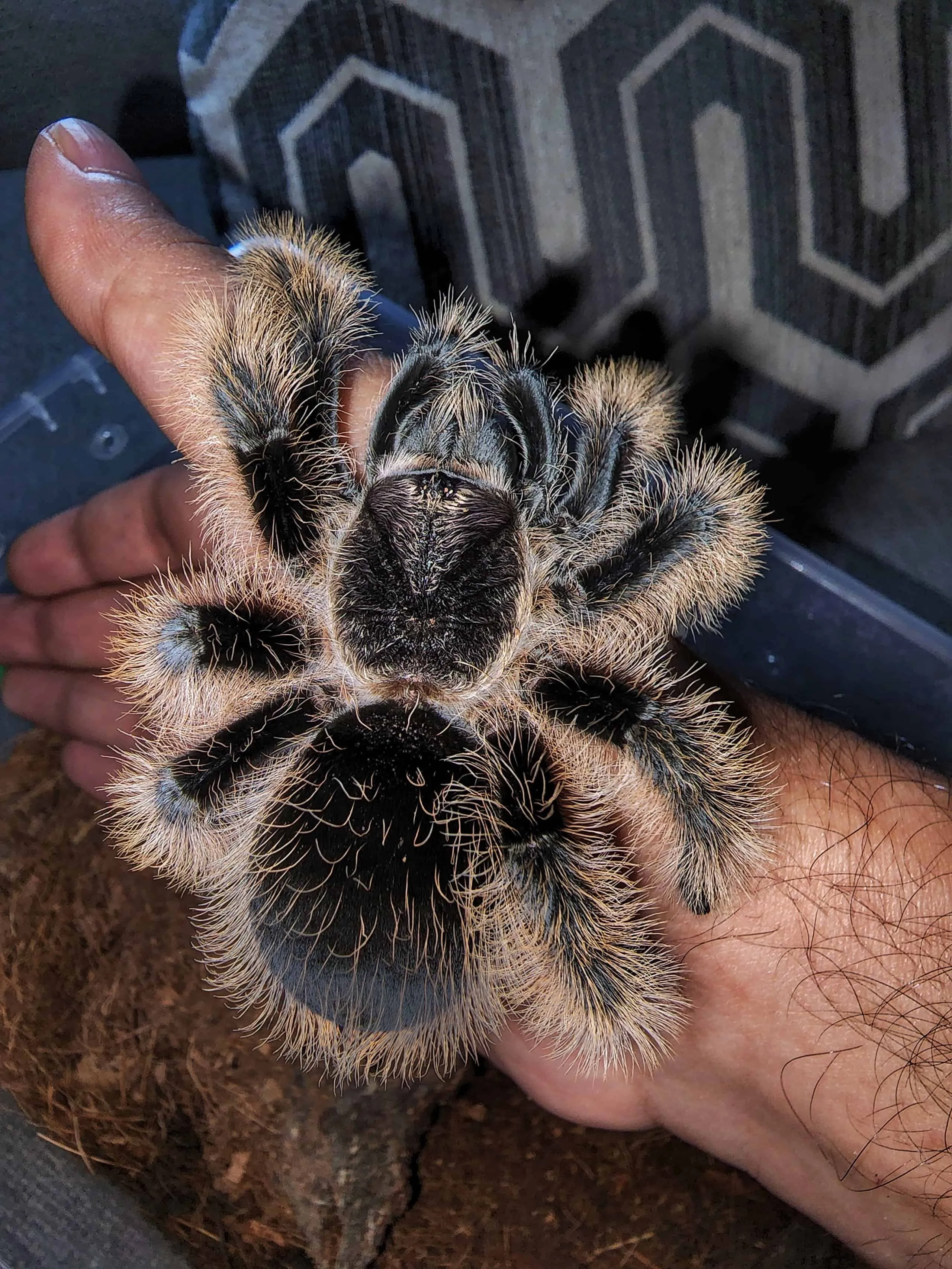 19193 healthy curly hair tarantula