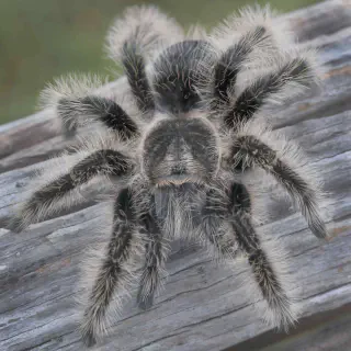 /img/19193-tarantula-myths.webp