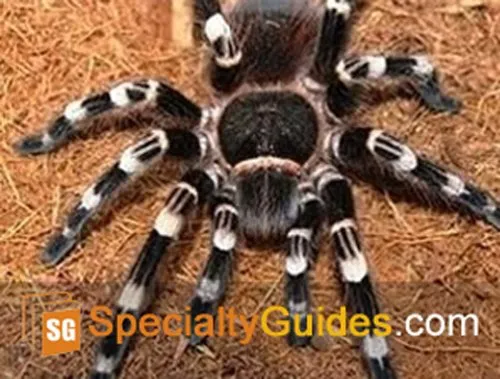 /img/19195-white-knee-tarantula-cleaning.webp