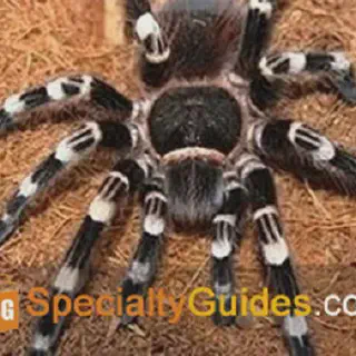 /img/19195-white-knee-tarantula-cleaning.webp