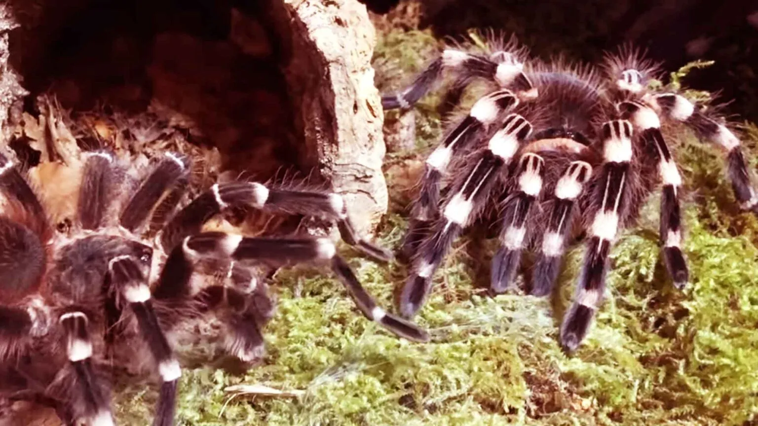19195 white knee tarantula handling
