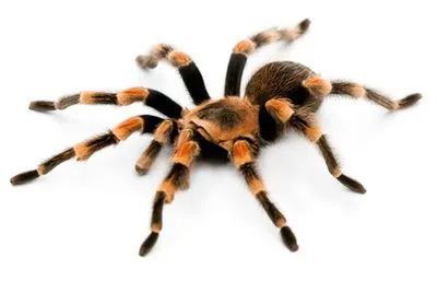 19195 white knee tarantula molting