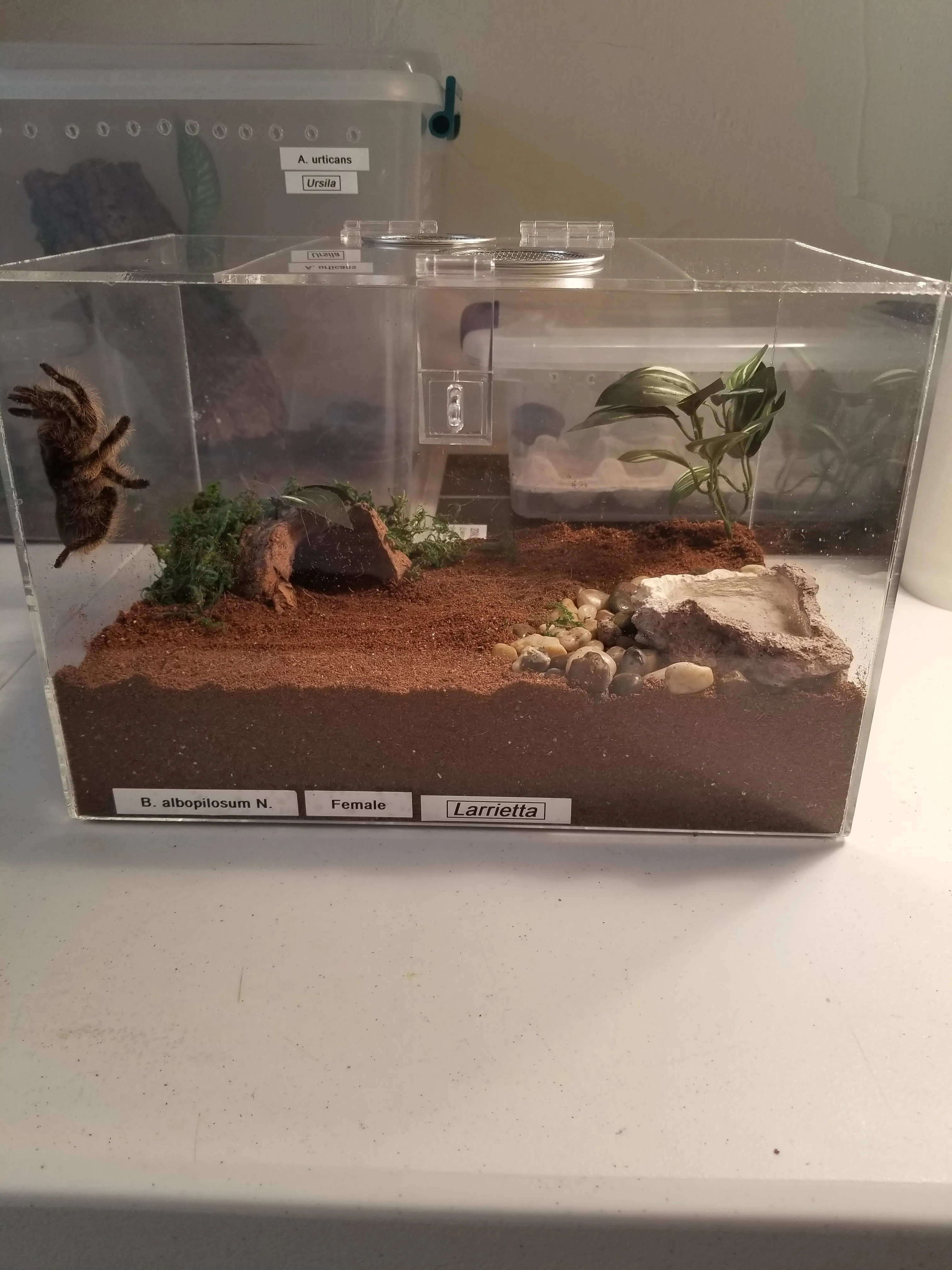 19197 arboreal tarantula enclosure