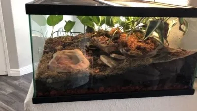 19197 tarantula substrate