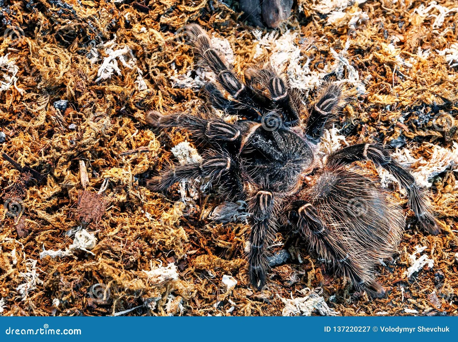 19199 bird hunting tarantula