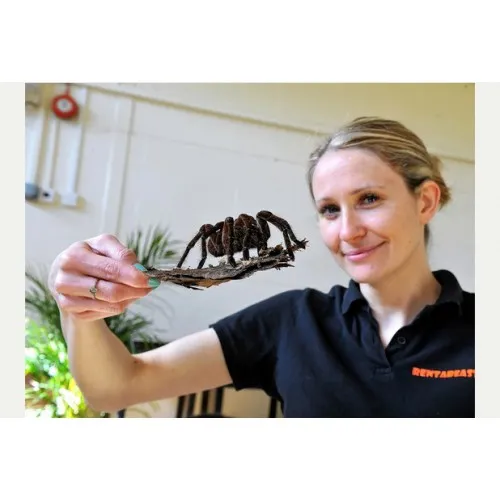 19202 goliath bird eater urticating hairs