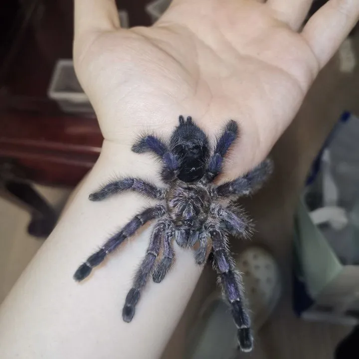 19205 purple tarantula close up