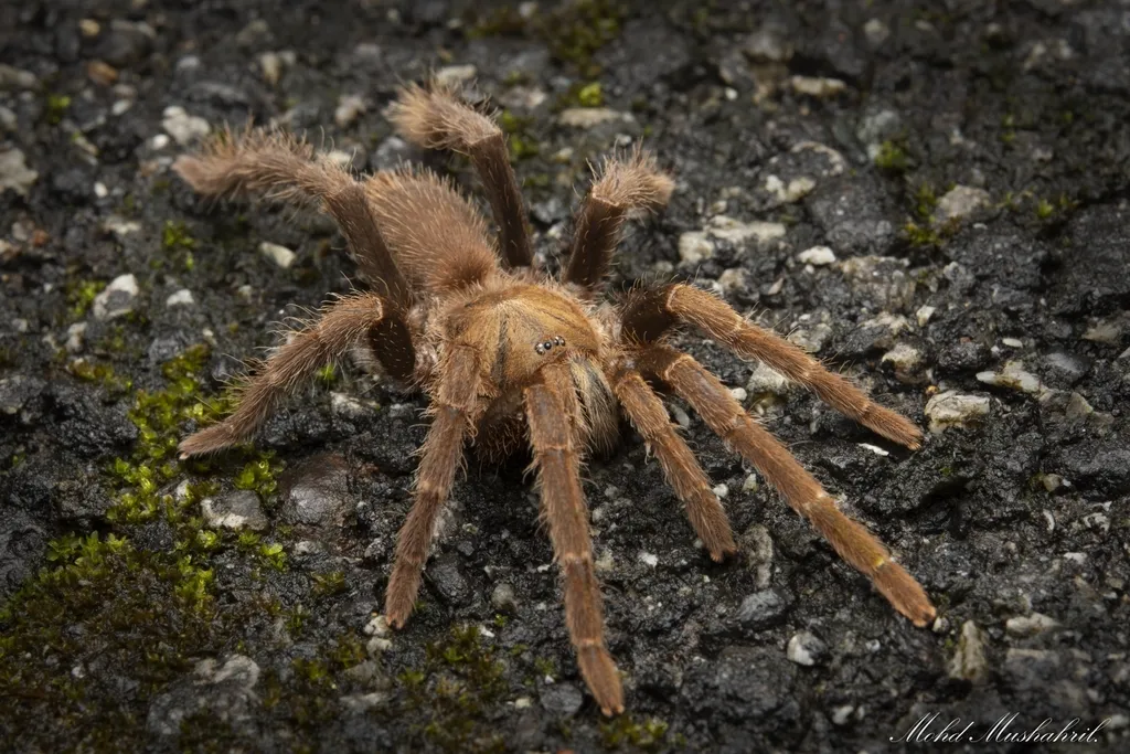 19205 purple tarantula feeding