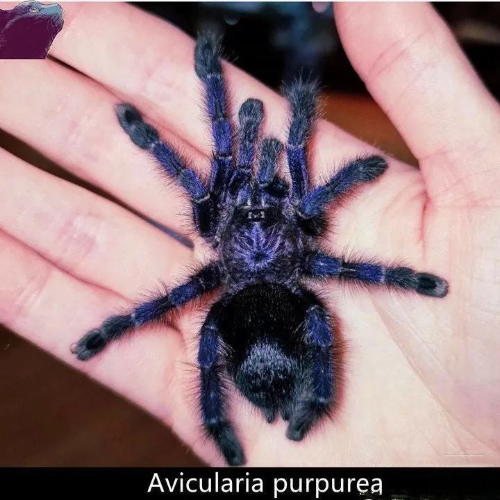 19205 purple tarantula overview