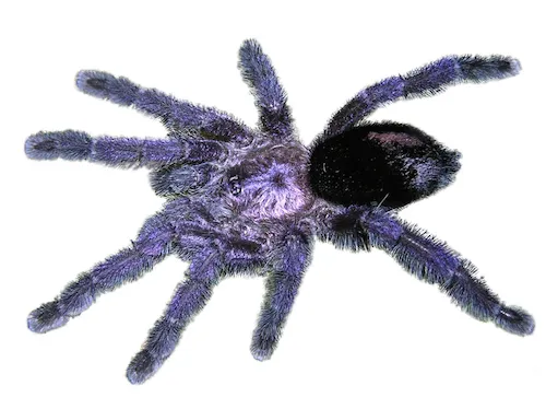 /img/19205-purple-tarantula-seller.webp