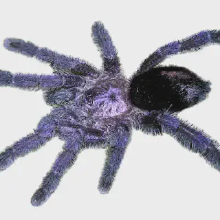 /img/19205-purple-tarantula-seller.webp