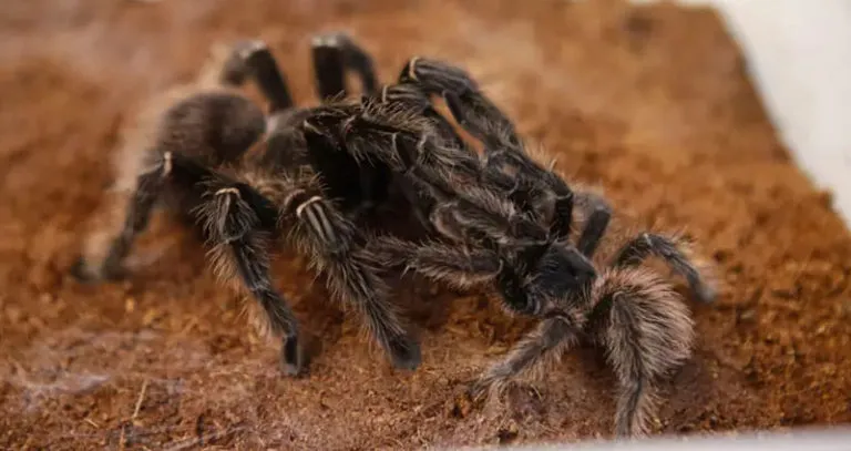 /img/19207-female-tarantula.webp