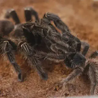 /img/19207-female-tarantula.webp