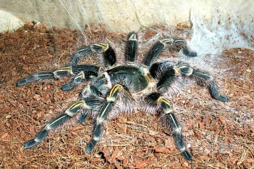 19207 male tarantula