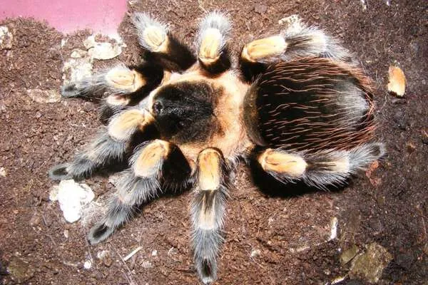 19207 tarantula health