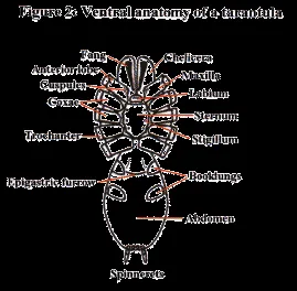 19208 tarantula mouthparts
