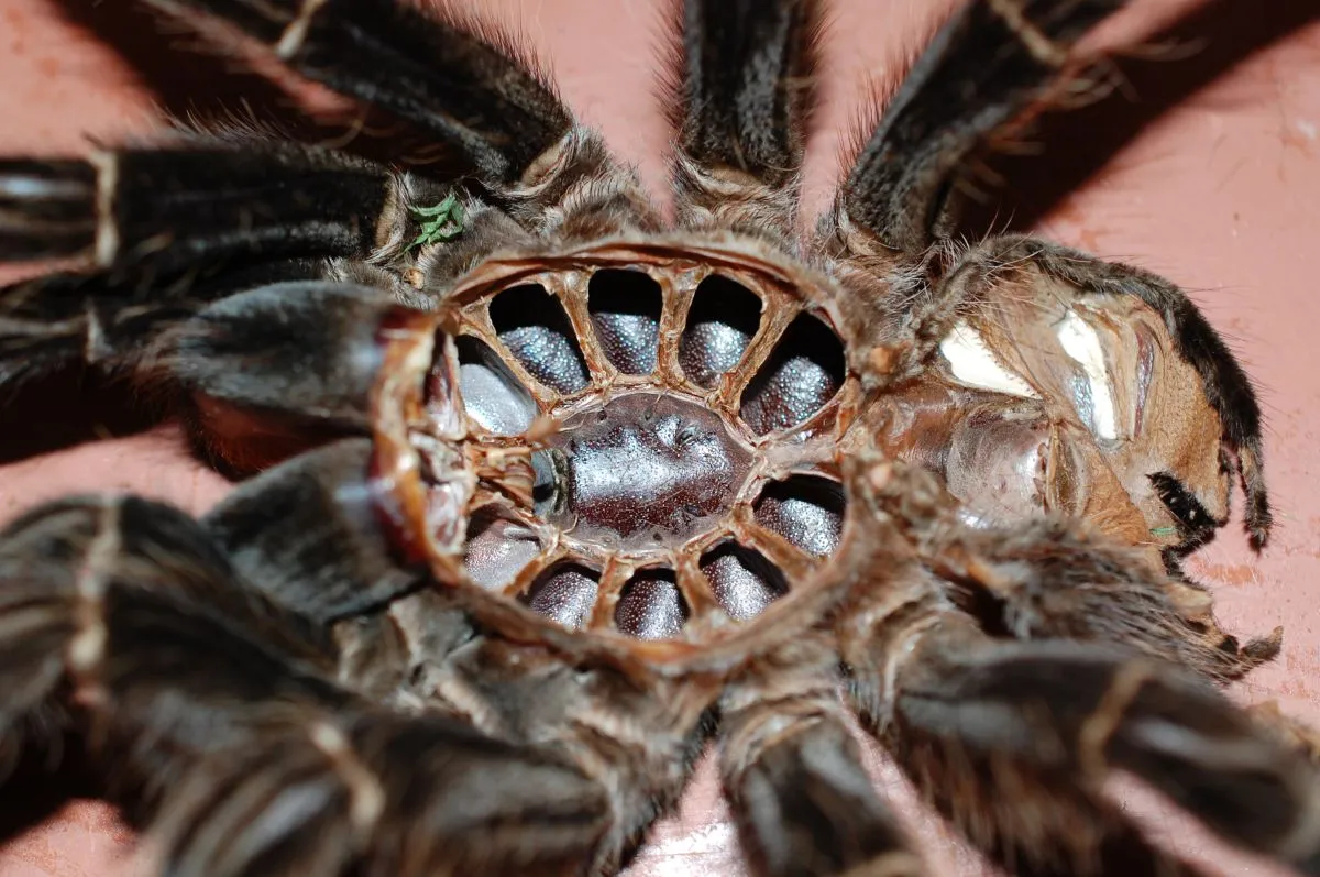 19208 tarantula opisthosoma