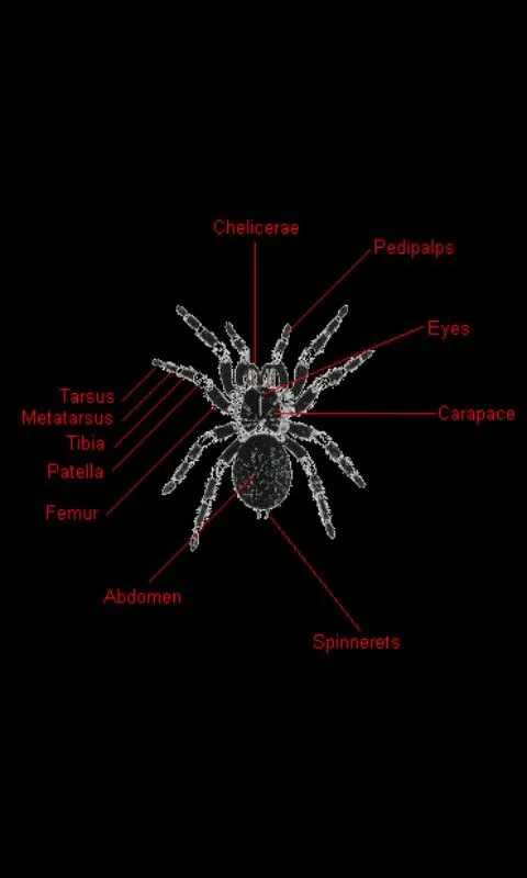 19208 tarantula spinnerets