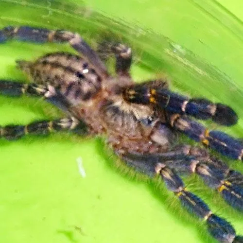 19209 gst safe handling