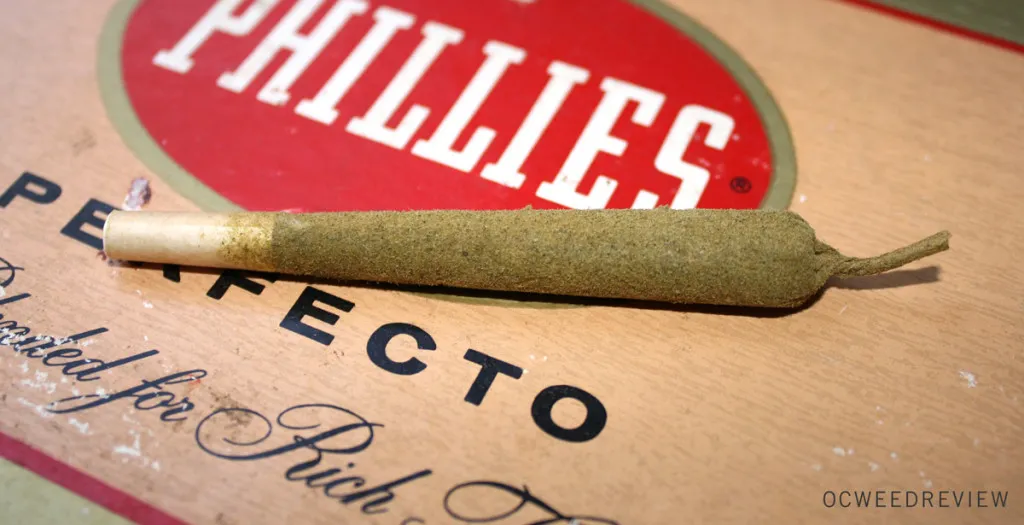 19210 king tarantula flavor