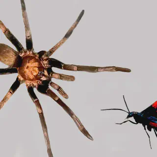 /img/19211-interesting-tarantula-hawk-wasps.webp