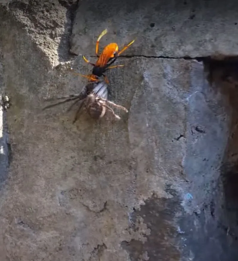 19211 spider defense mechanisms