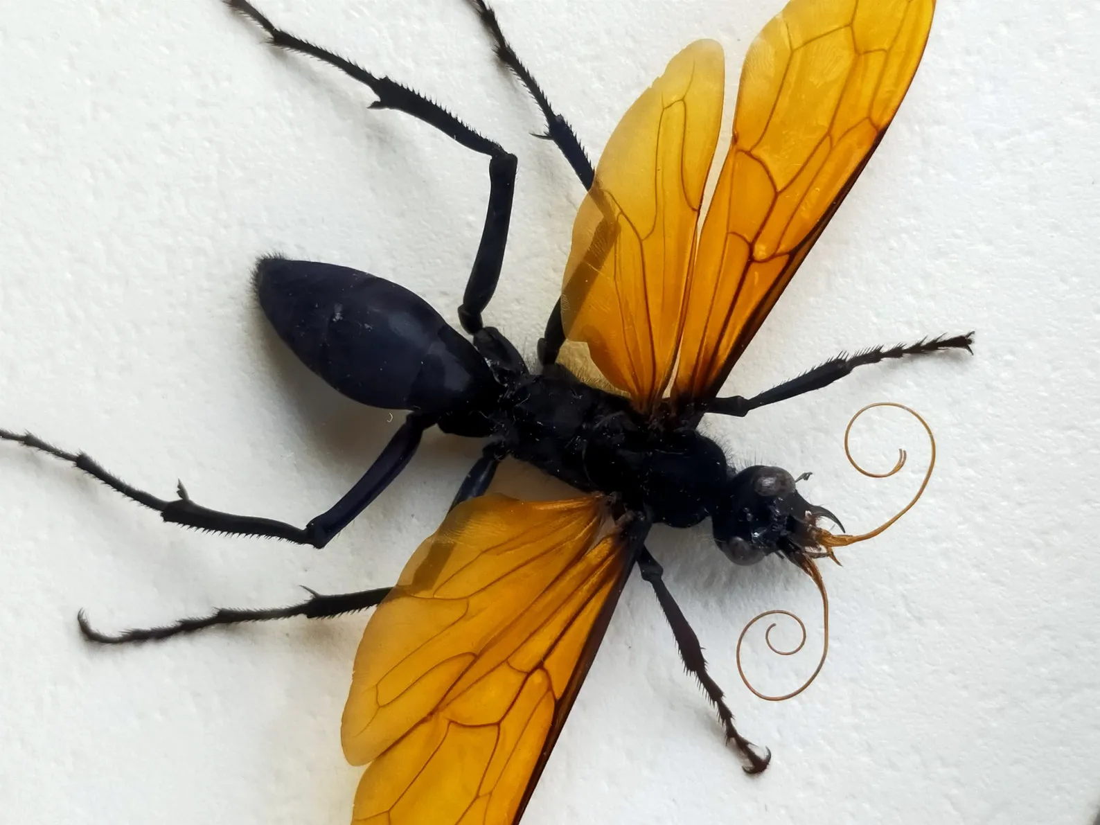 19211 tarantula hawk wasp size