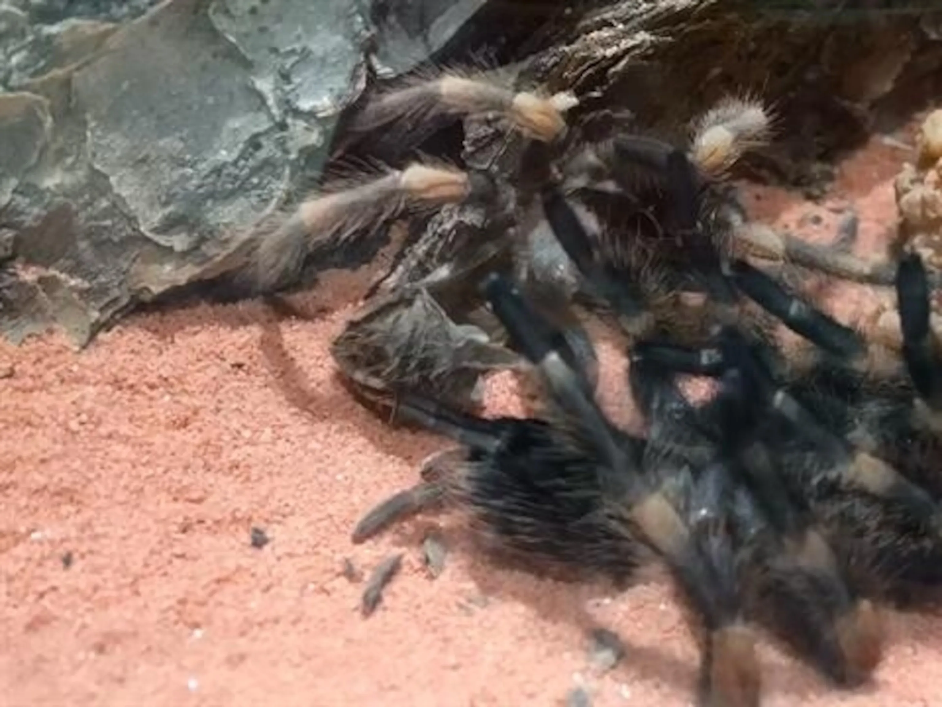 19219 tarantula habitat