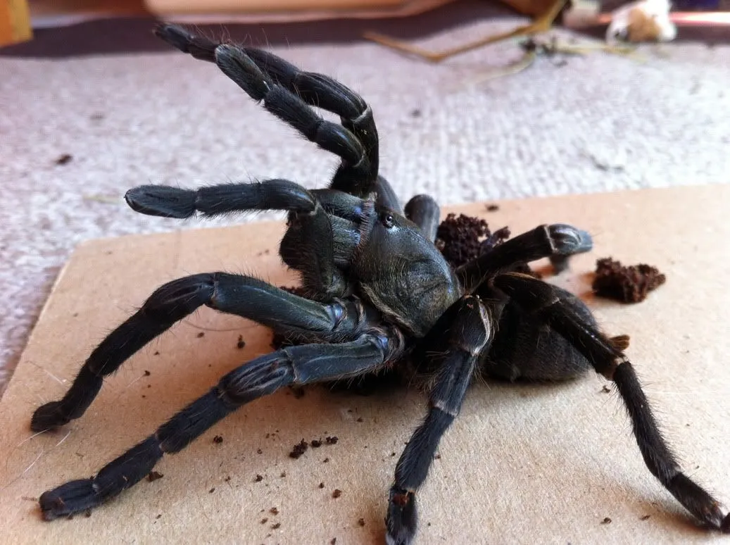 /img/19219-tarantula-listening.webp