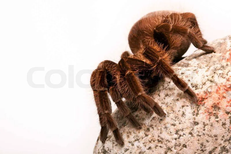 19219 tarantula sound analysis