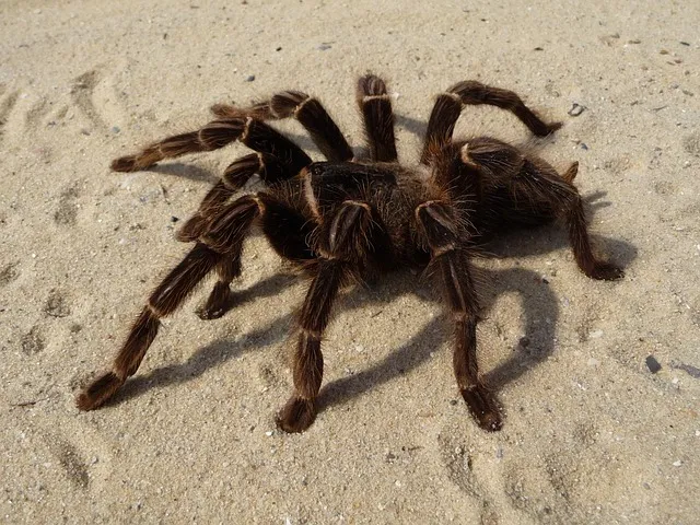 19219 tarantula species